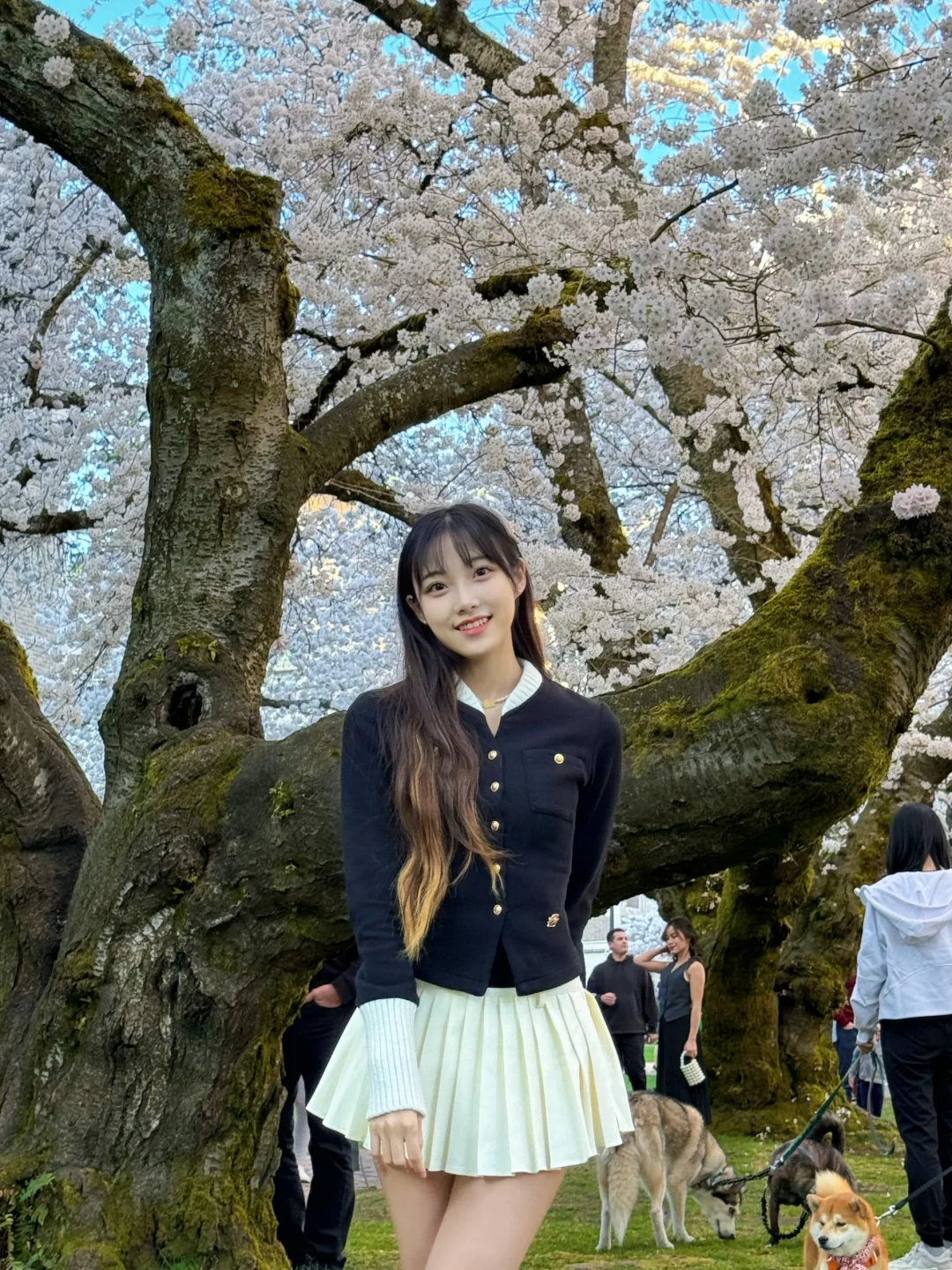 Seattle's Classic Trio: Admiring the Cherry Blossoms at the University of Washington 🌸
