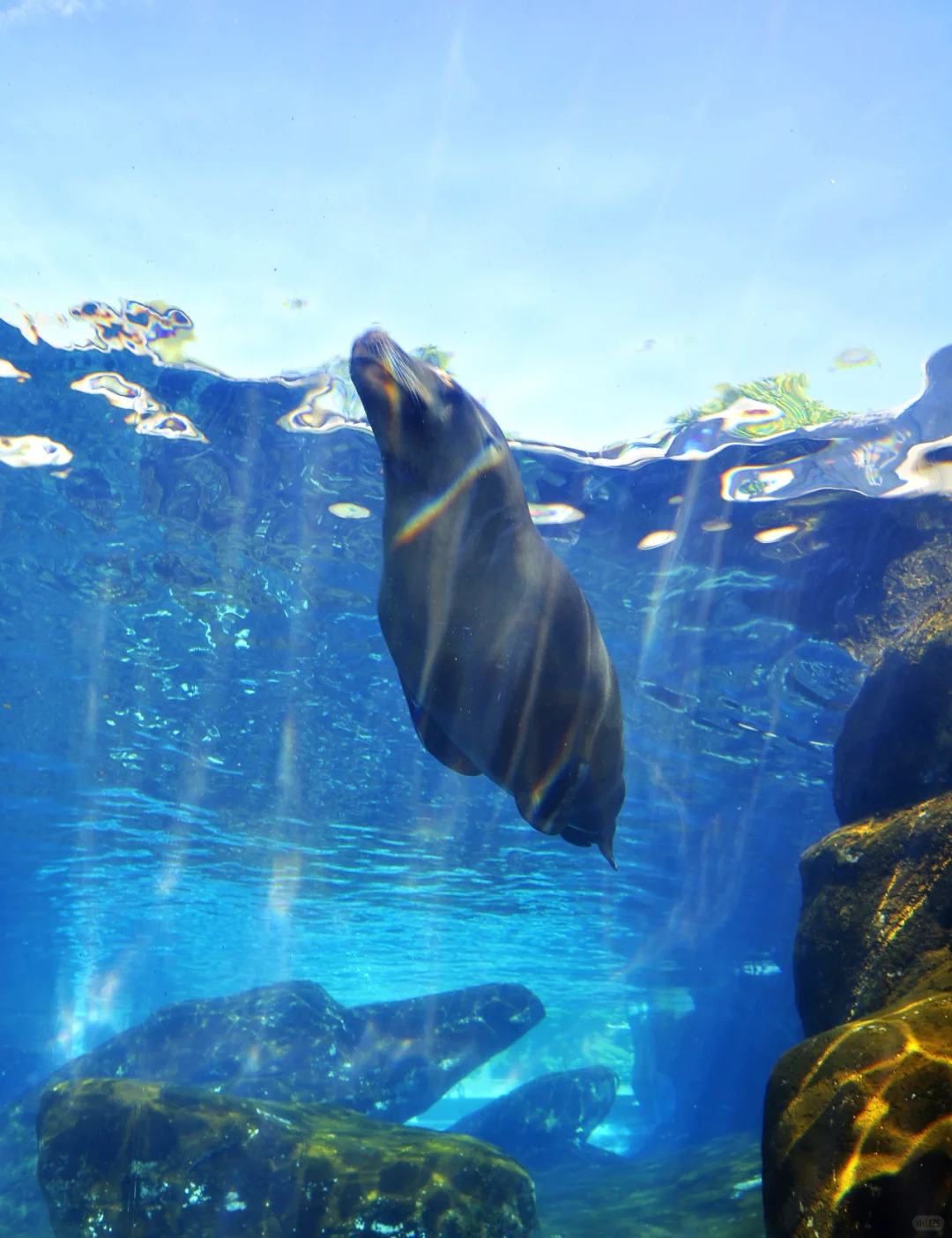 Award-Winning Exhibit Travelogue | Sea Lion Sound at the Saint Louis Zoo