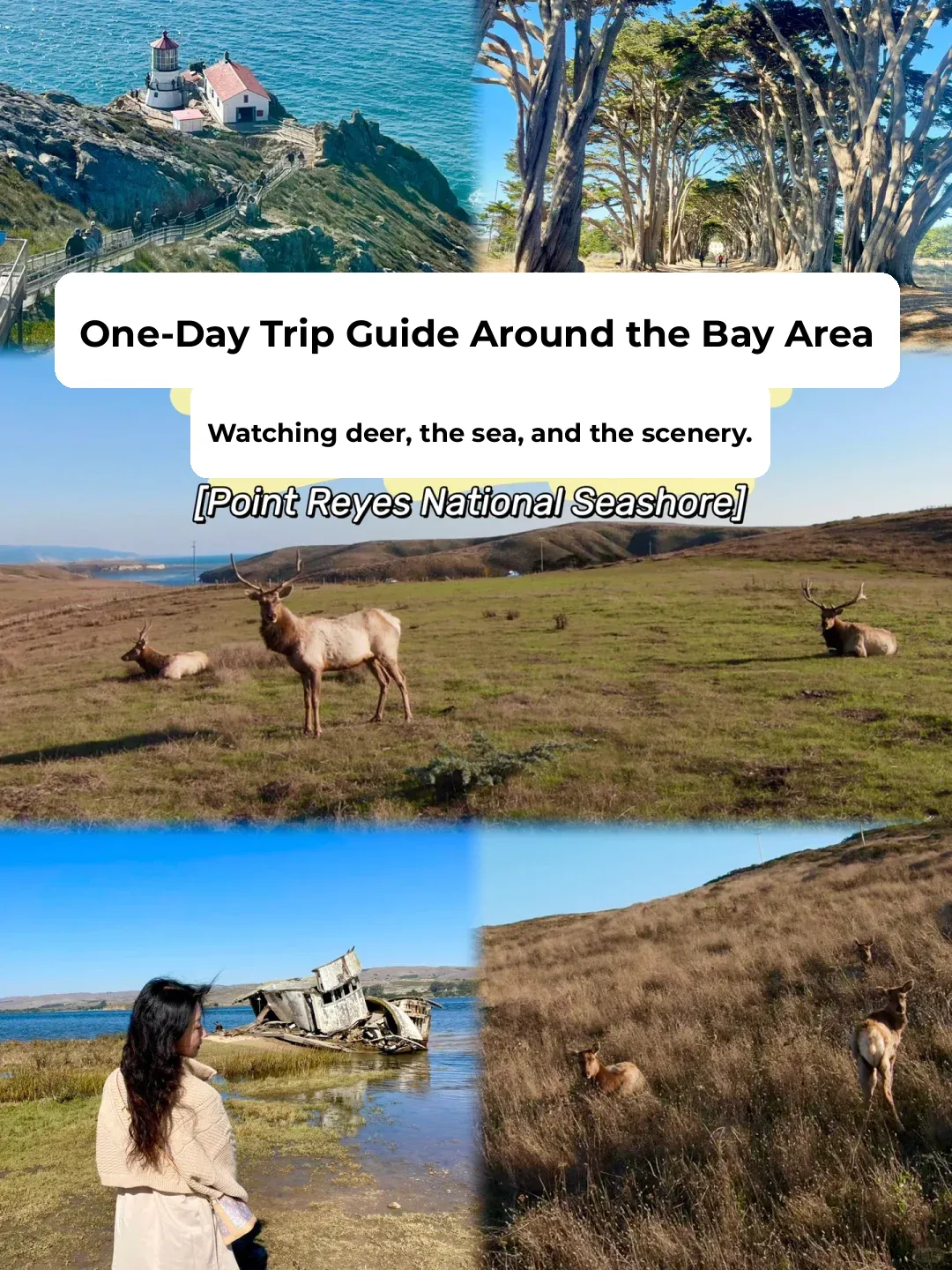 Bay Area Fun | Day Trip Guide: Deer, Sea, and Scenery