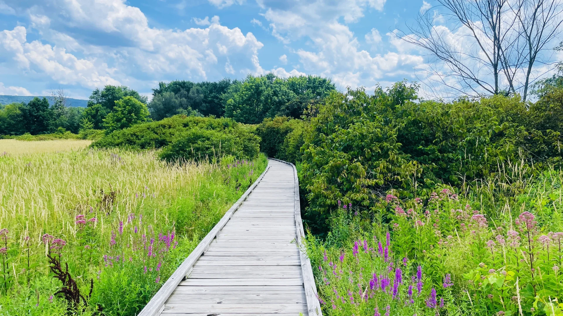 Great Weekend Getaway in New York | Appalachian Trail Boardwalk