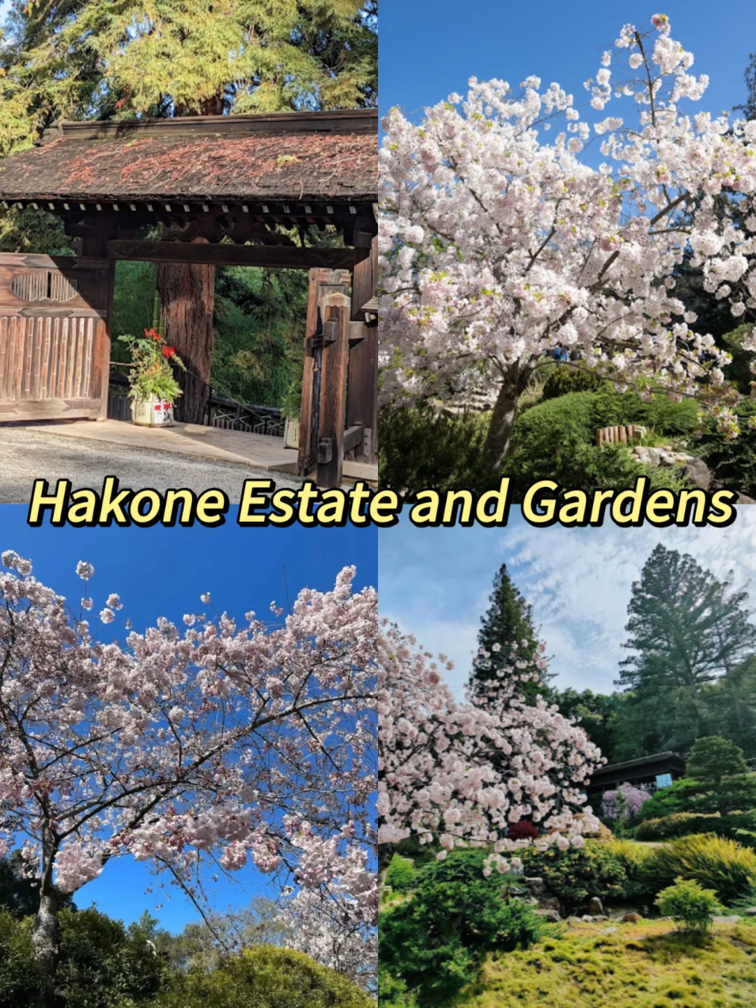 San Francisco Cherry Blossom Spots ‼️ Fall into a Painterly Spring 🌸