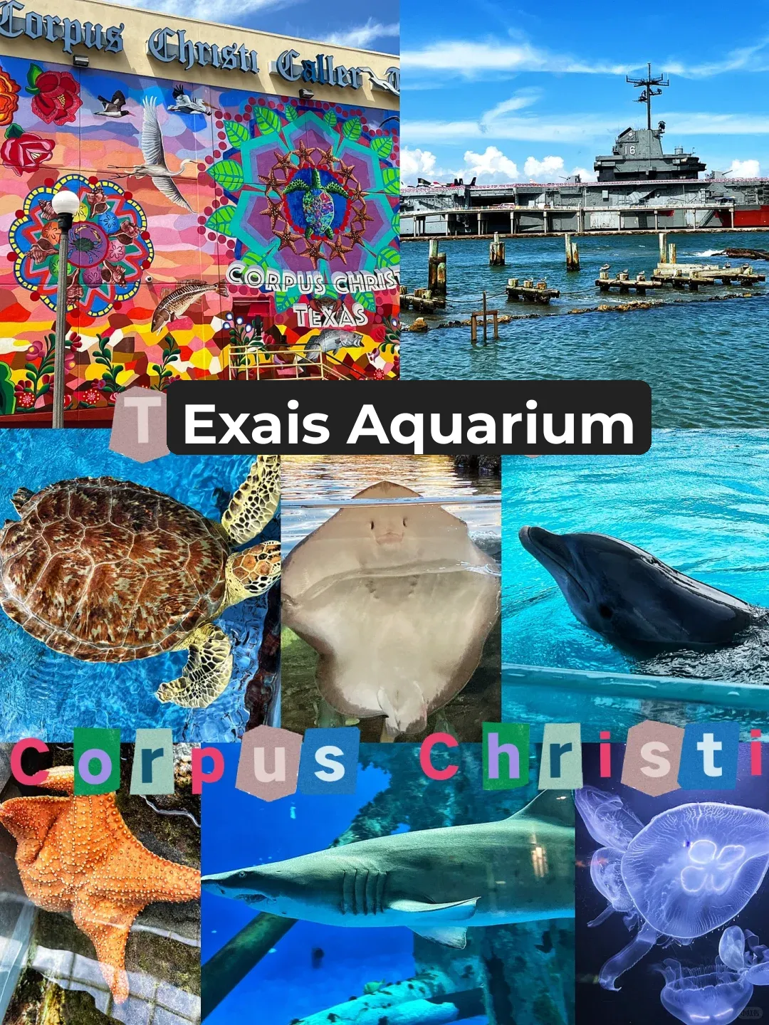 Aquarium in Corpus Christi, Texas: A Must-Visit Near Houston