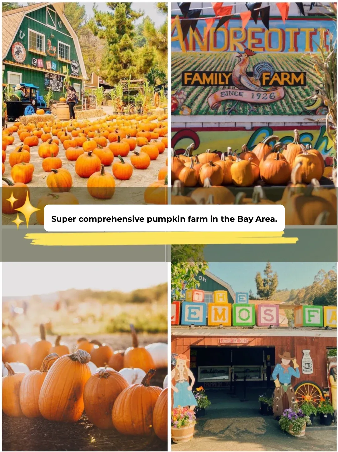 🎃 Ultimate Guide to Bay Area Pumpkin Patches | Everything You Need to Know