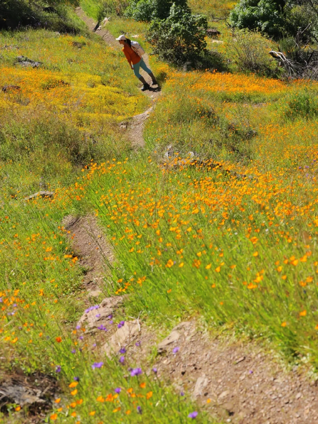 May Innocence Endure / Growing Old with the Spring Breeze