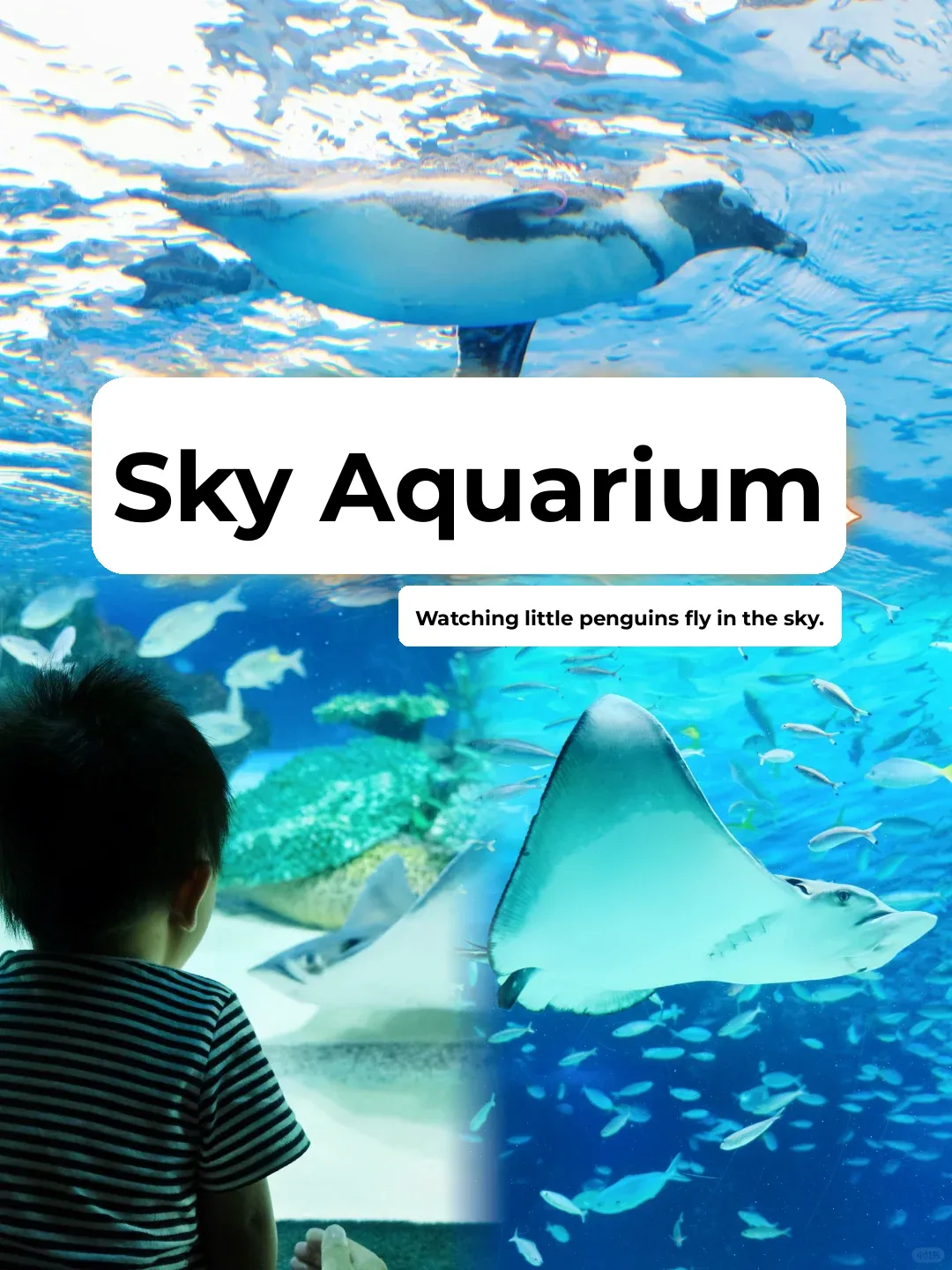 🐧 Penguins in the Sky 🐬 This Rooftop Aquarium is So Cool!