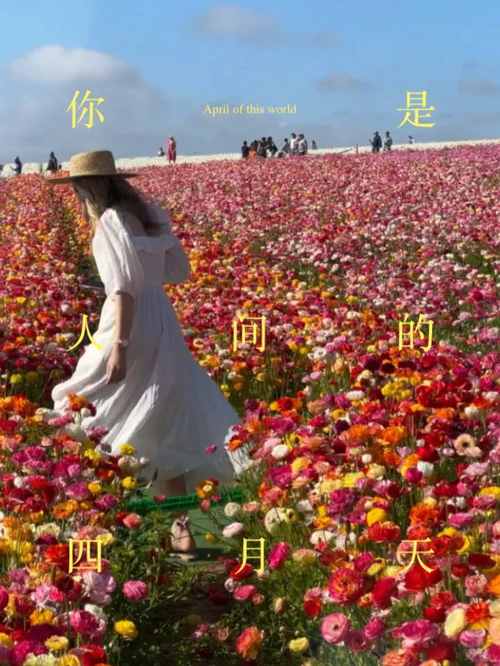 I Never Imagined California's Spring Could Be So Vibrantly Beautiful 💐