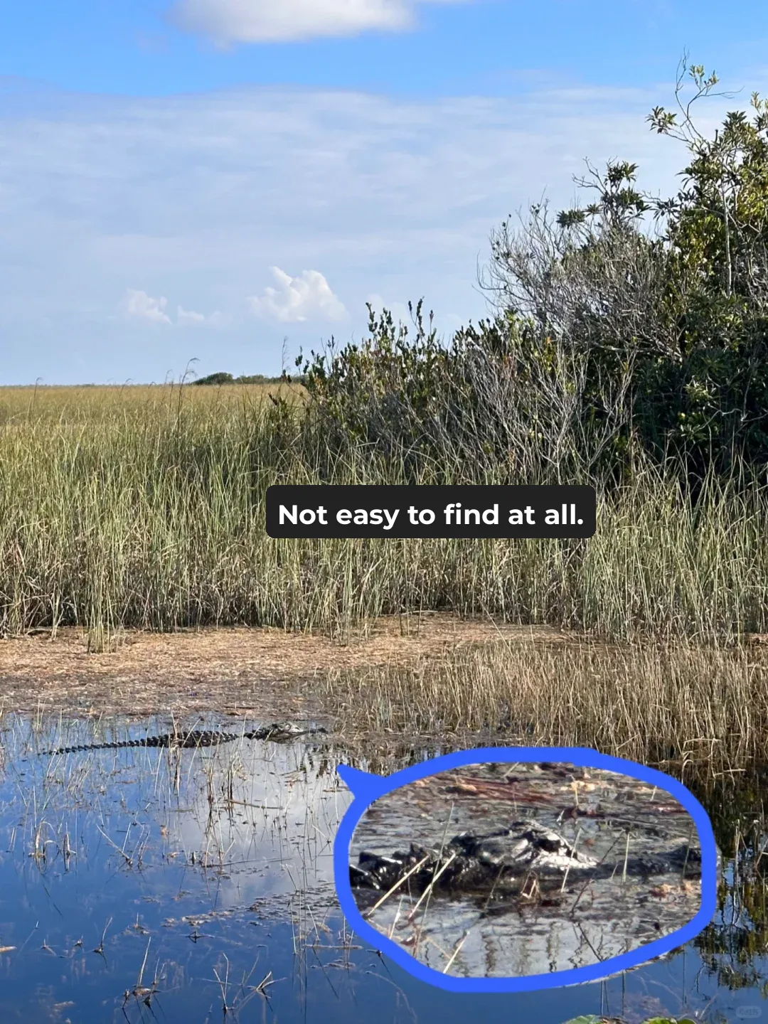 Miami | Why No Alligators in Everglades National Park?