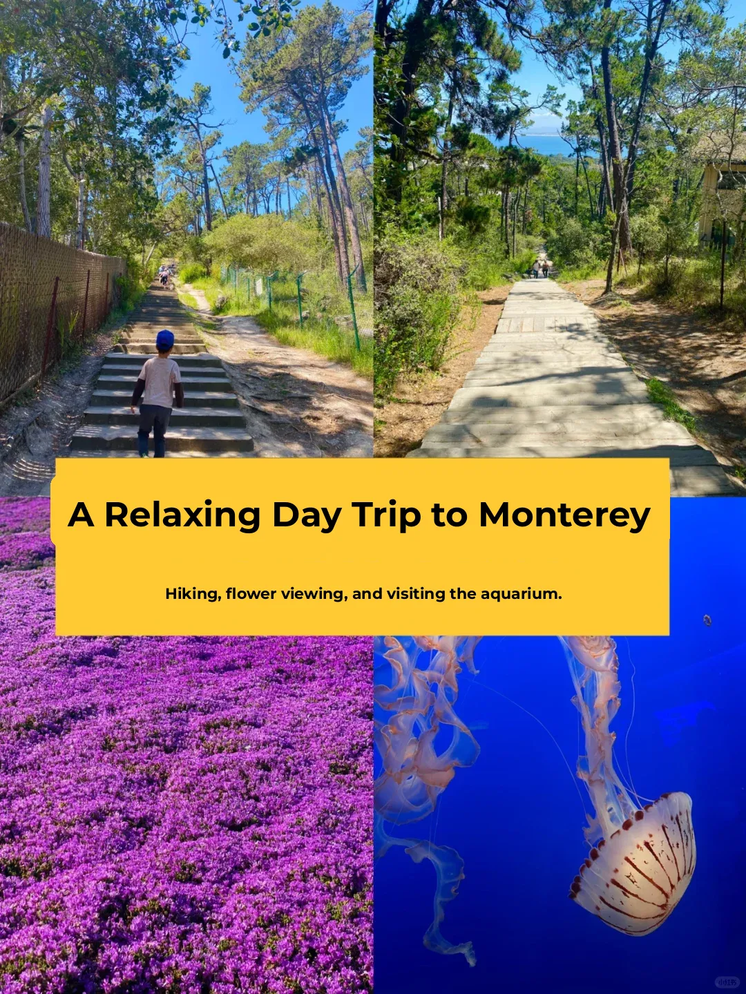 "Must-See Highlights of Monterey: Scenic City Hikes, Flower Fields, and the Aquarium"