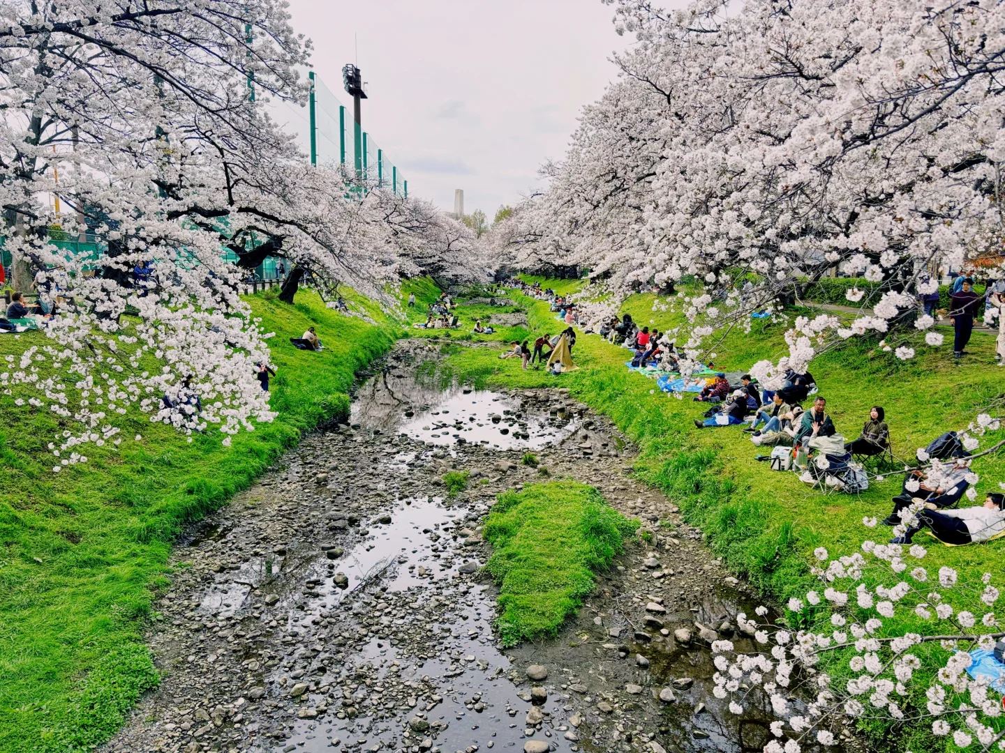 Tokyo Sakura Spot: Ne-gawa Greenway