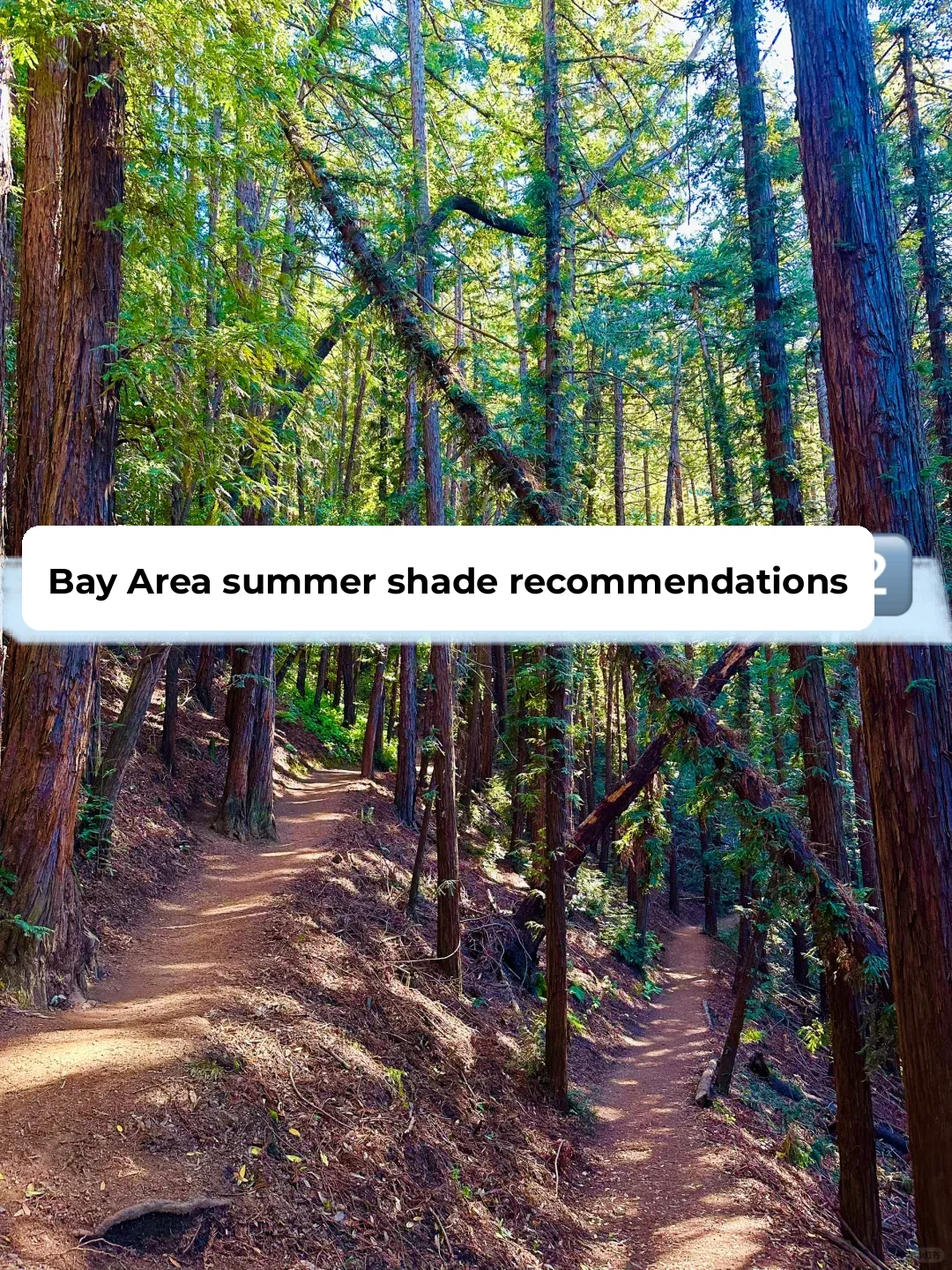 Summer Shade Hike 🌲 A Guide to the Stunning Tree-Shaded Trails at Bay Area Estates