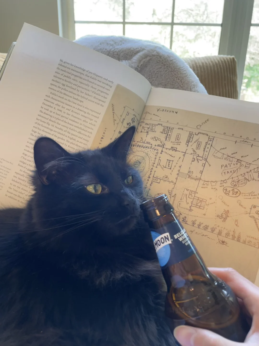 Looking for Atlanta buddies/cat lovers to hang out with 🙈 (Not a dating post)