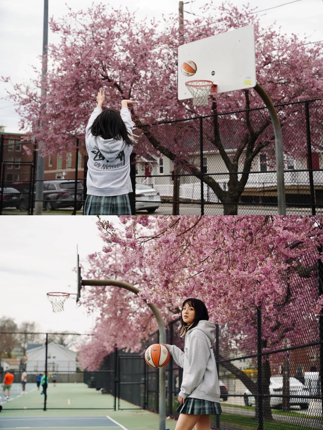 Boston🌸" Cherry Blossoms and Basketball—A Perfect Match!