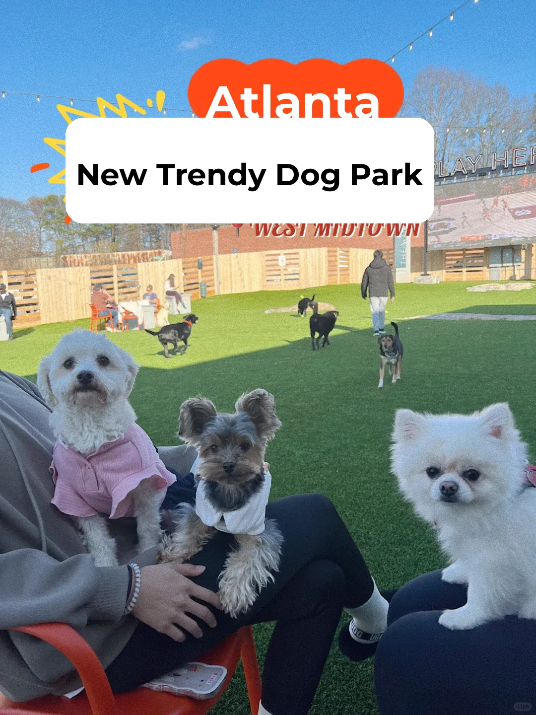 Sad: A dog-friendly bar park with no space for small pups