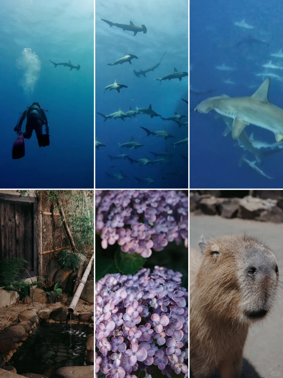 🤿 A Diver's 5-Day Adventure in Izu 🦈🫧 + Dive Shop & Hotel Recommendations