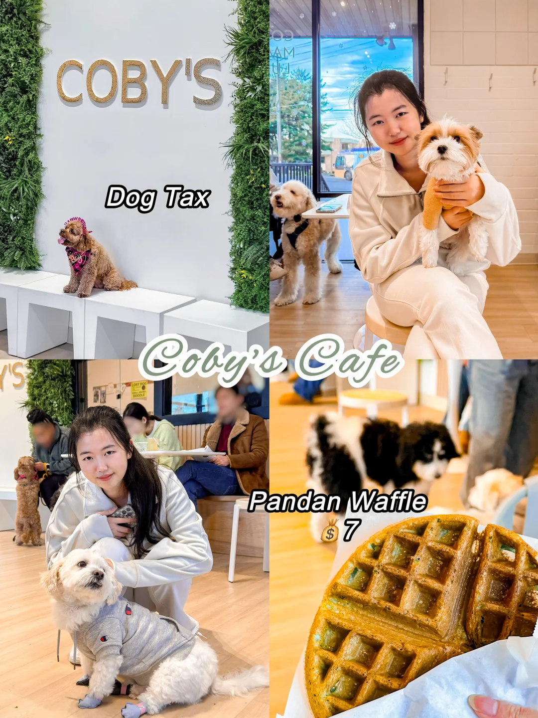 🇺🇸 Seattle | The First Dog Café 🐶 Who hasn’t gotten their hands on some doggy love yet?