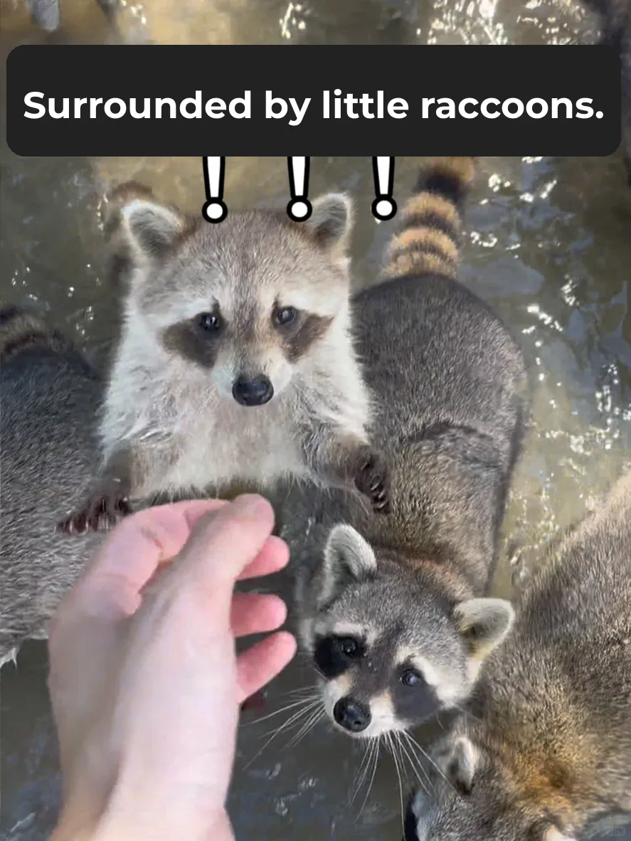 Adorably Cute Wild Raccoons 🦝!! Raccoon Island in Miami