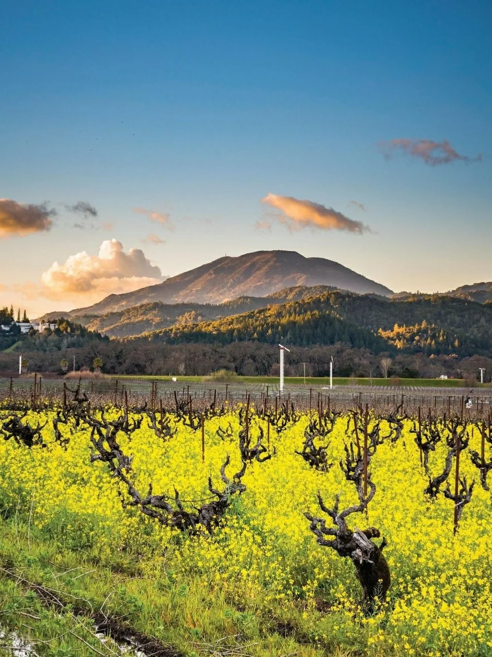 "Done with Work, Ready to Hit Napa with My Besties | Ultimate Guide"