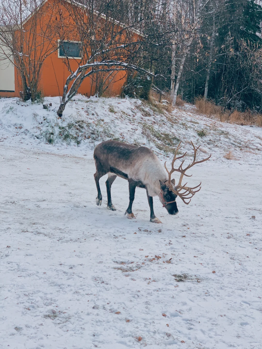 Journey to the Arctic Star in Alaska