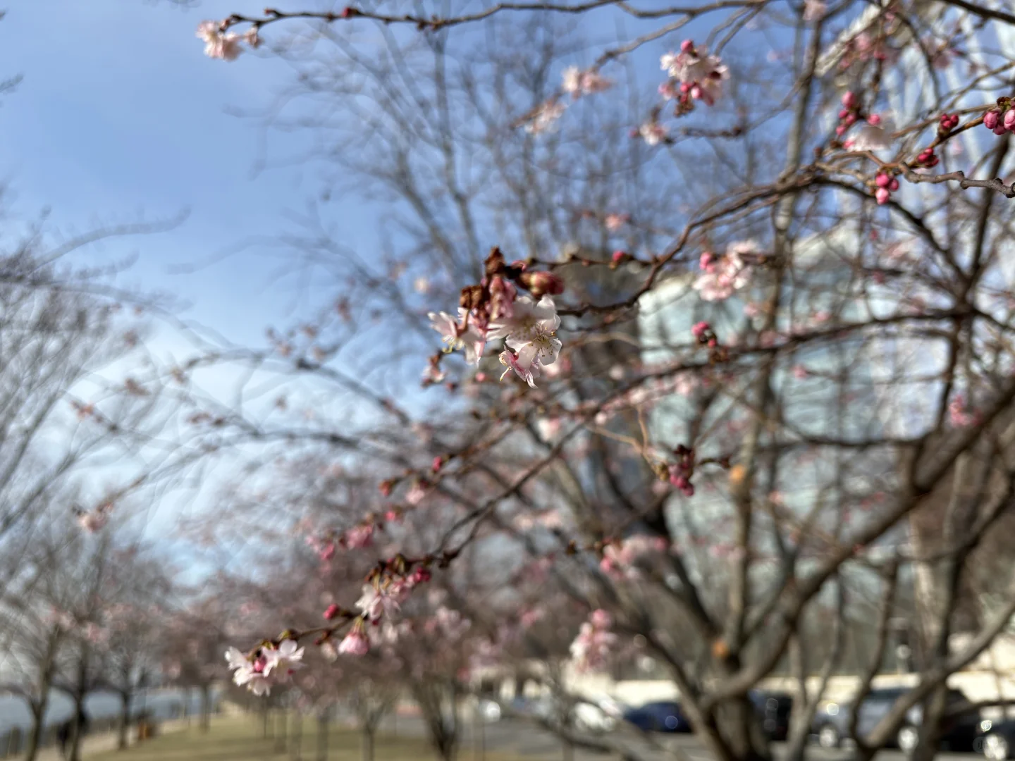 Cherry Blossoms on Roosevelt Island and Cornell University's Ice Cream in New York