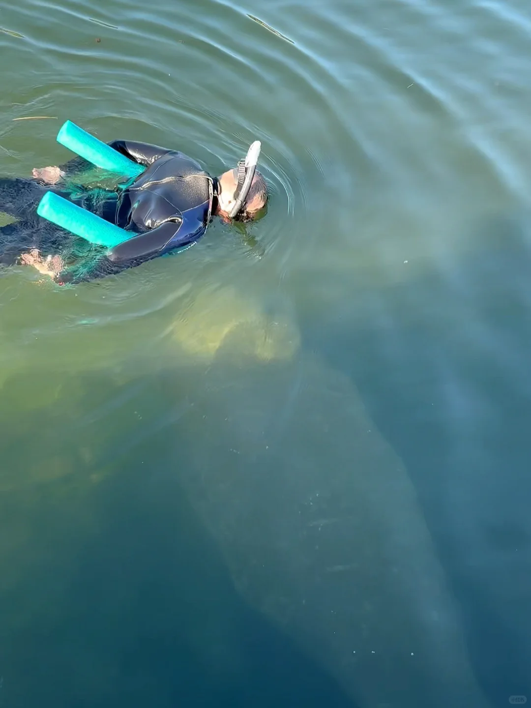 Swimming with Manatees in Tampa