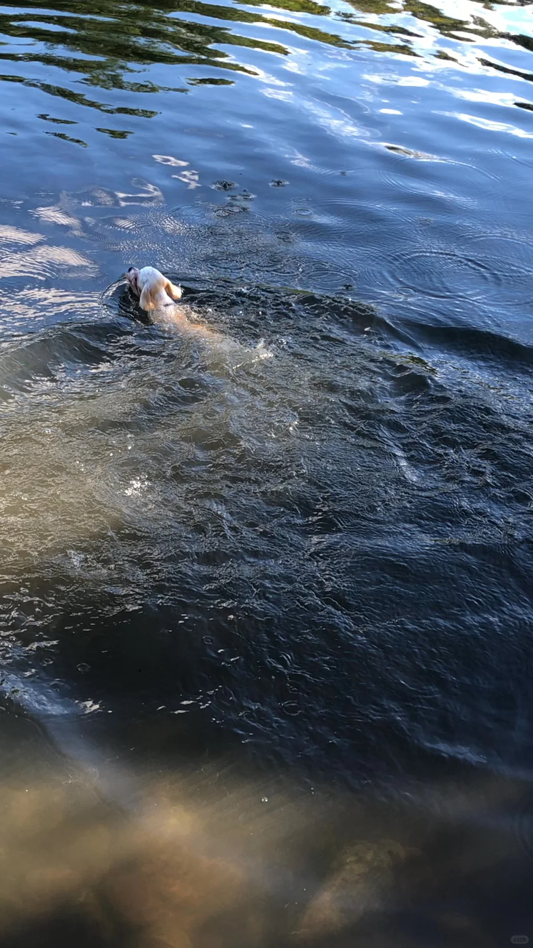 Dog Walking Near Johns Hopkins University in Baltimore