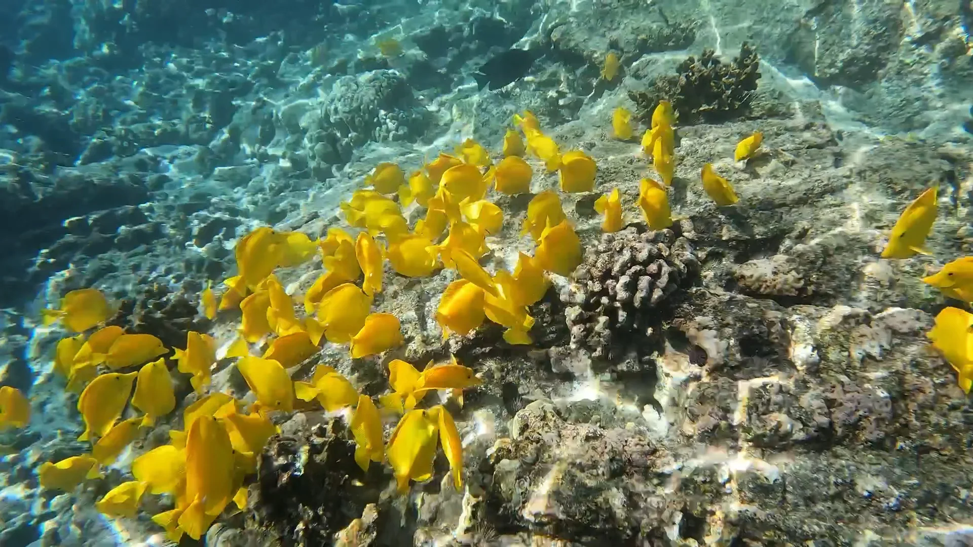 Third Time's the Charm: Three Ways to Experience Captain Cook!