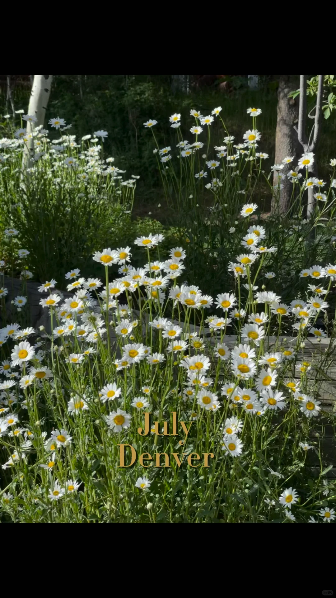 Denver in Summer: Perfect for Water Adventures