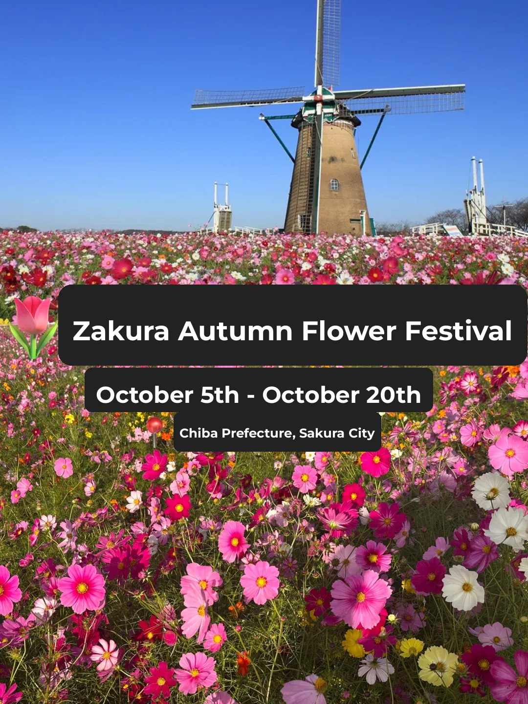 🎀 Chiba Autumn Flower Festival 2024