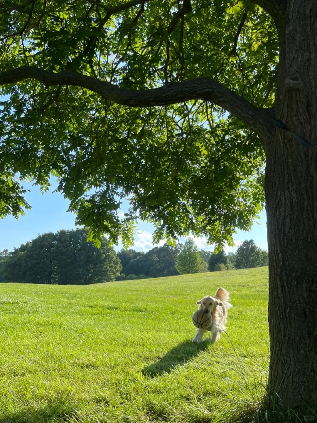 Philadelphia | A Collection of Spring Outing Spots Perfect for Bringing Your Dog Along 🌷
