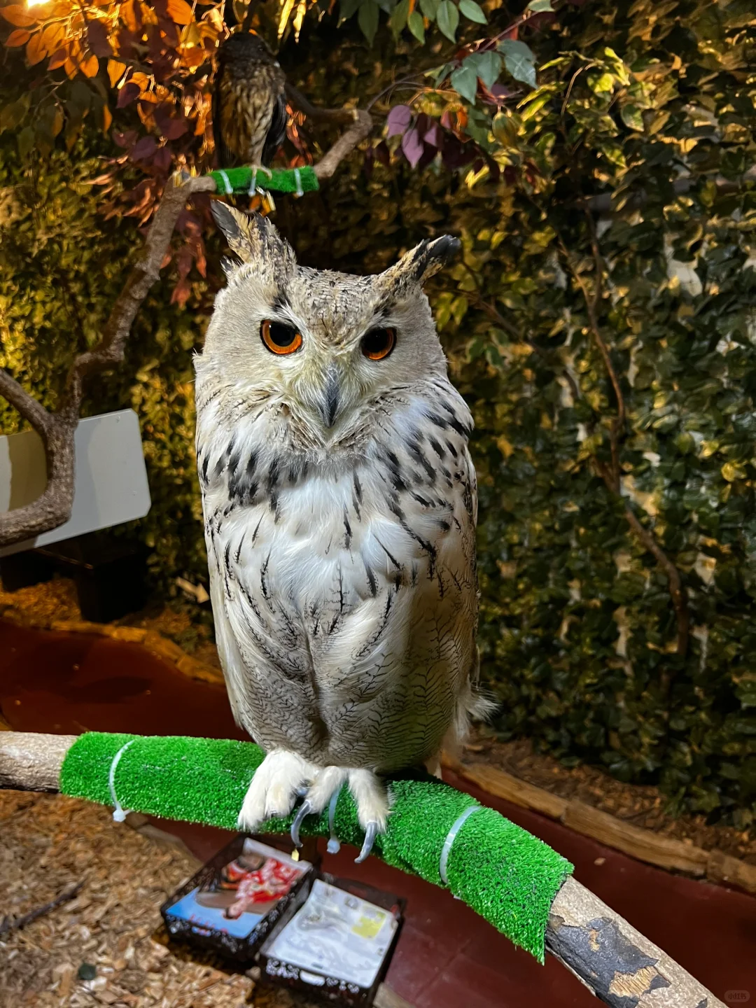 Went to Kyoto JUST to hang out with owls 🦉 and it was totally worth it!!!