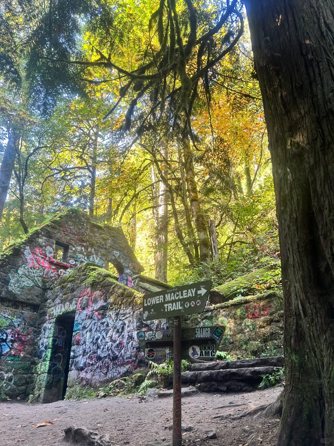 Must-Hike Forest Trails in Portland