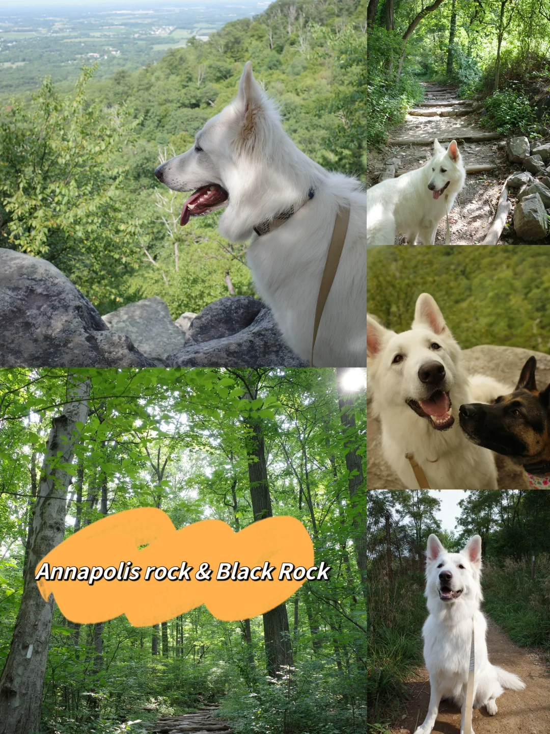 DMV Dog-Walking Series: Annapolis Rock Trail