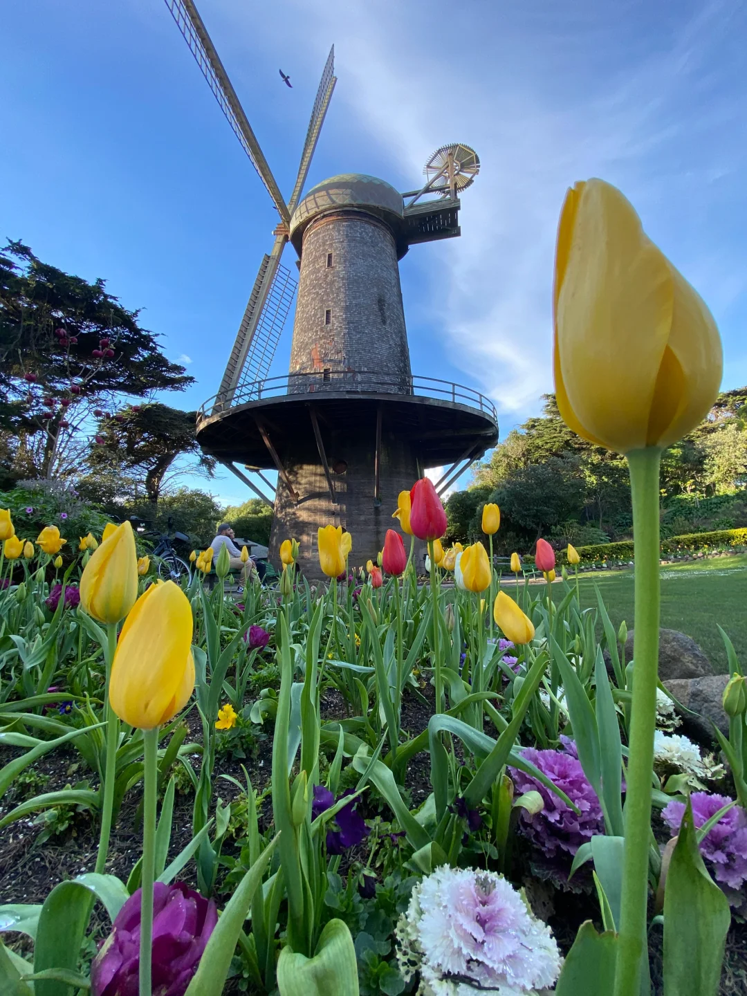 🌷San Francisco! Falling into a Springtime Painting🌷