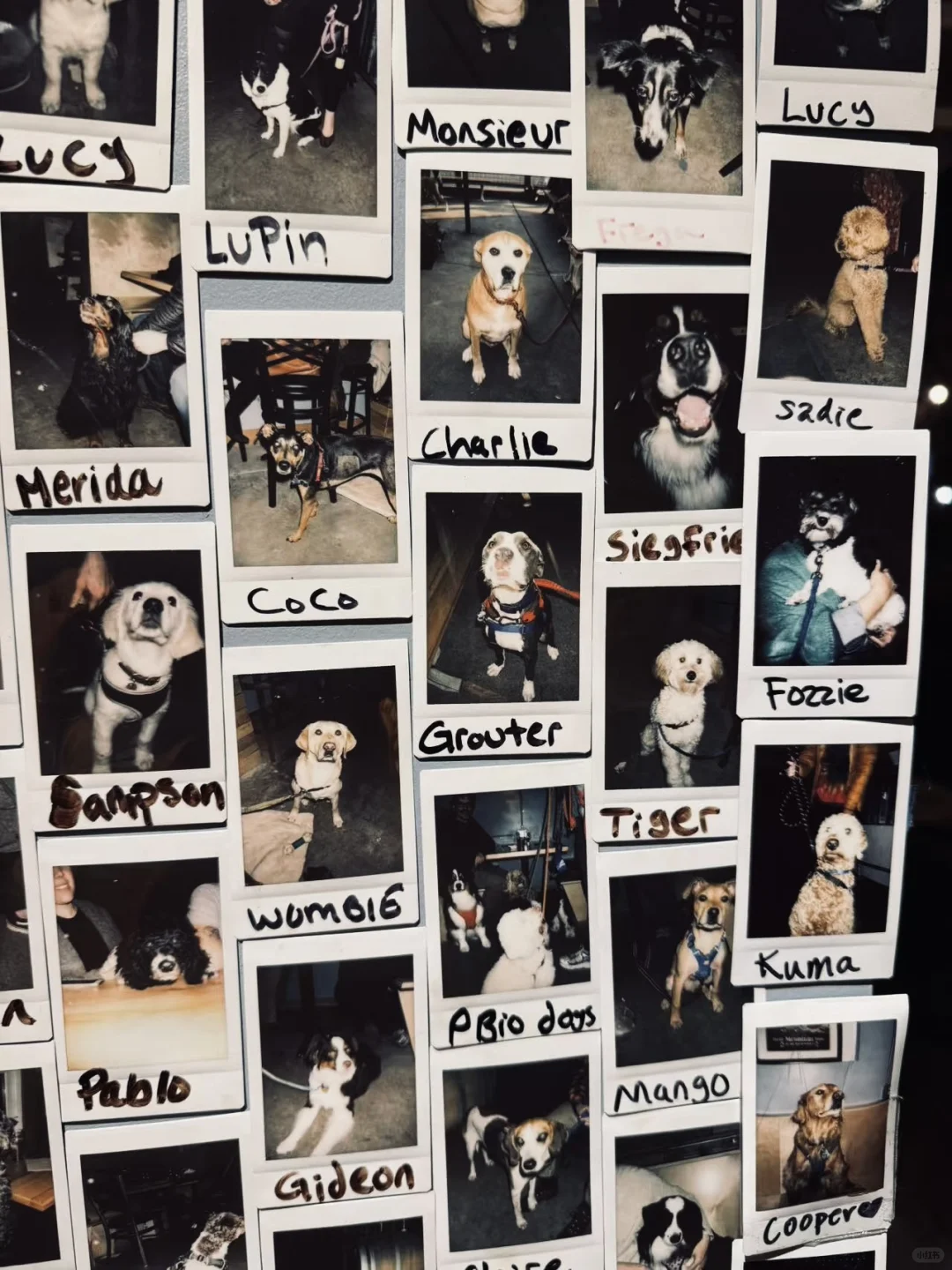 Seattle | A Cozy Dog-Friendly Craft Beer Pub