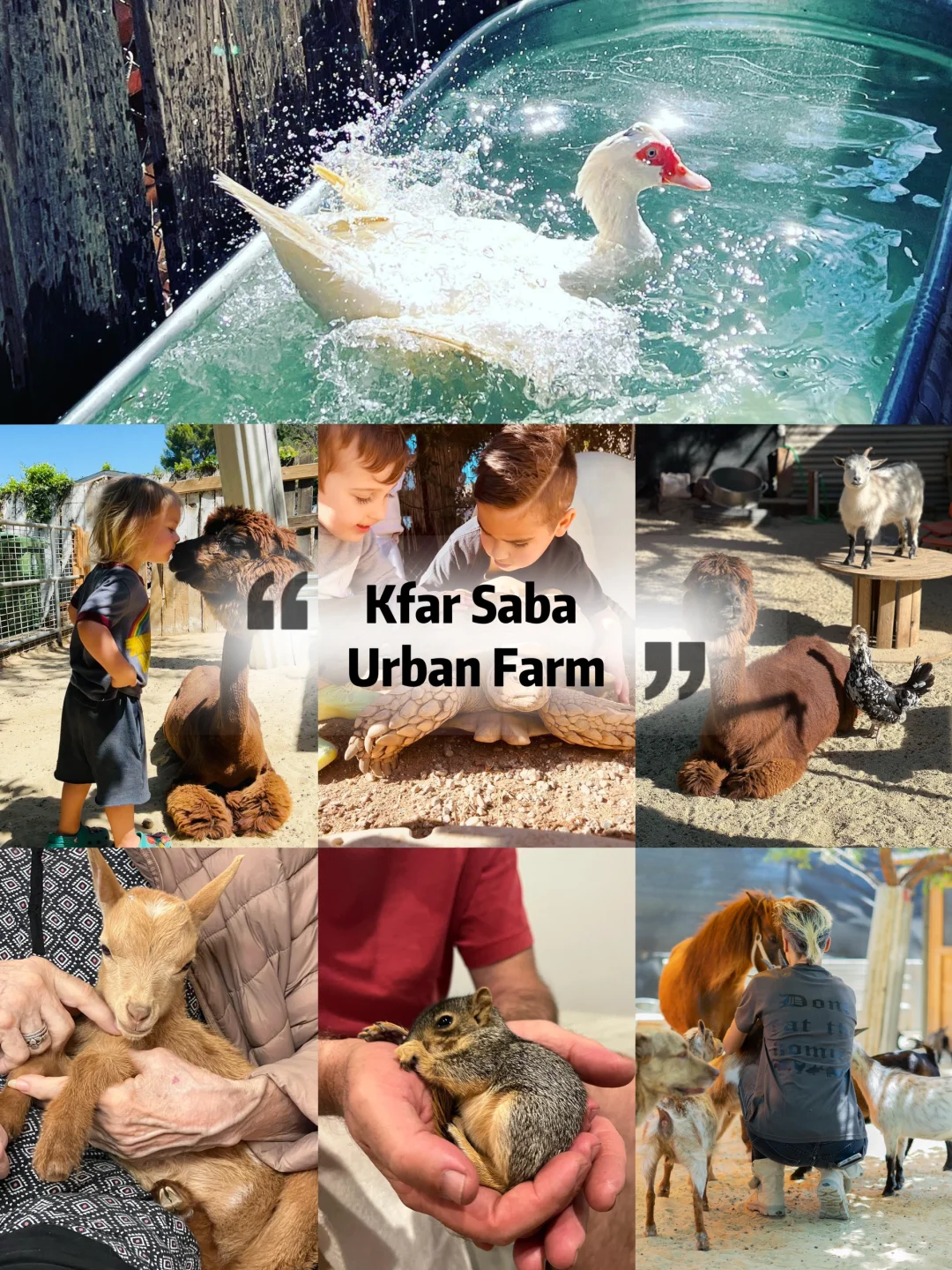 LA Pet Farm | 🥰 Snuggle Up with Adorable Critters