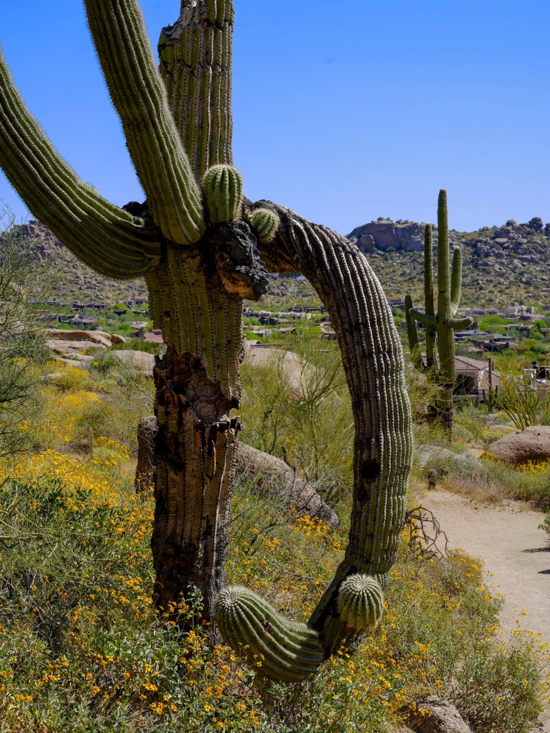 Beating the Heat and Befriending the Cacti 🌵 | Desert Hiking and Food Adventures in Phoenix