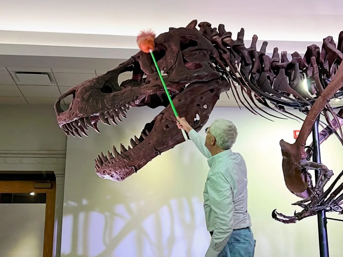 Chicago's Open-Air Museum: Cleaning Up "Sue"