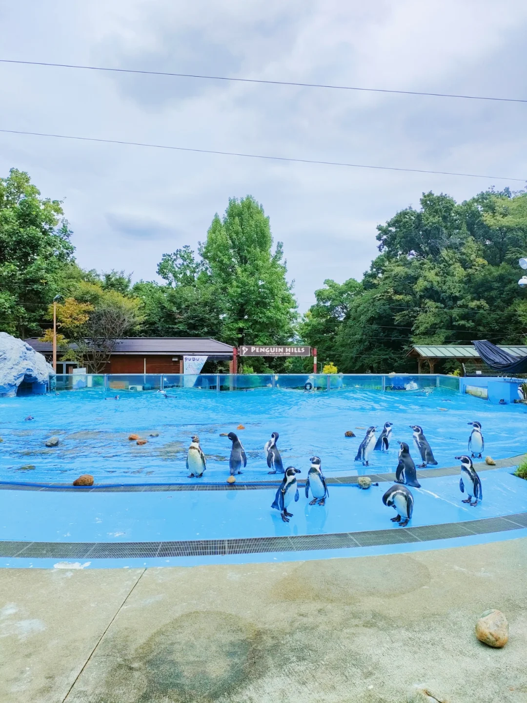 Absolutely Must-Visit: A Zoo 10 Times the Size of Tokyo Dome