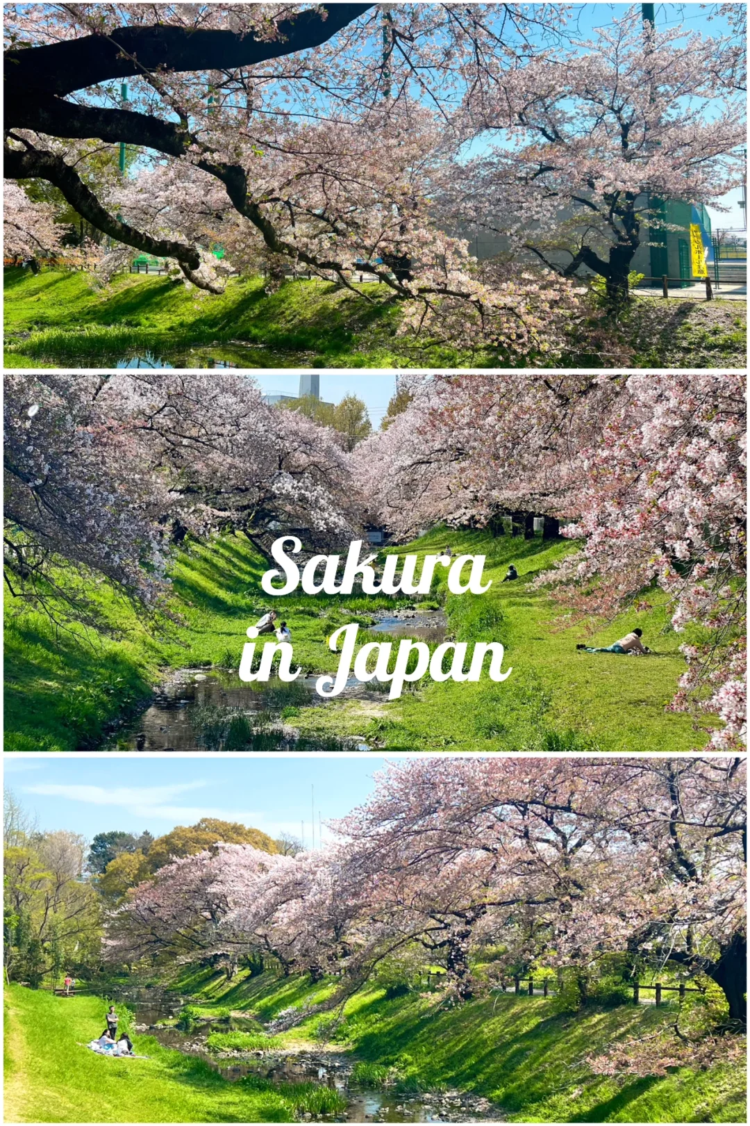 Hidden Gems for Cherry Blossoms in Tokyo 🌸 A Breath of Spring