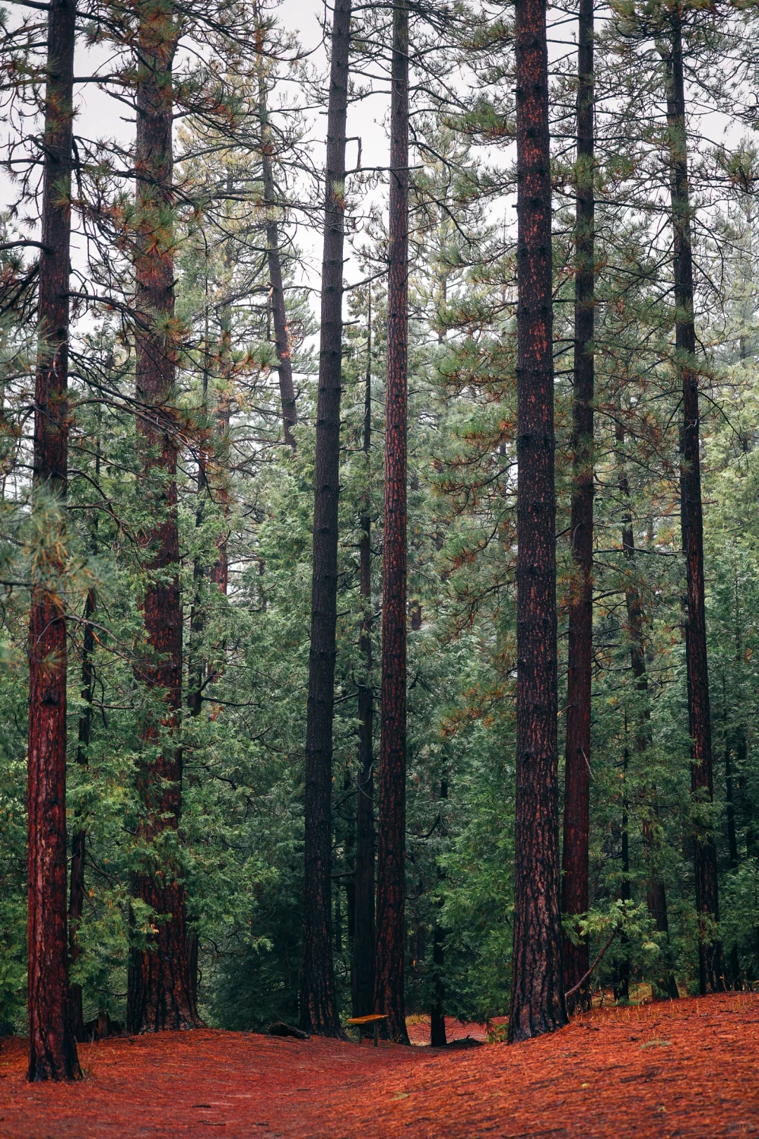 Even the LA Sprawl Has Its Damp Forests 🌲