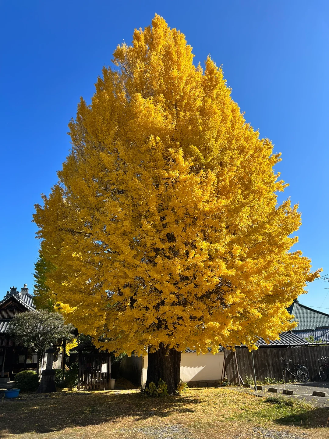 Weekend Warriors: The Majestic Ginkgo at Kyoto's Eikō-ji Temple