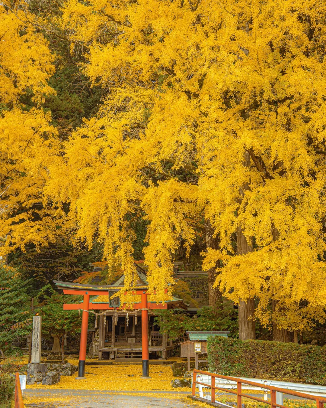 Insider's Guide to Kansai's Best Autumn Spots, Come Boldly in November!