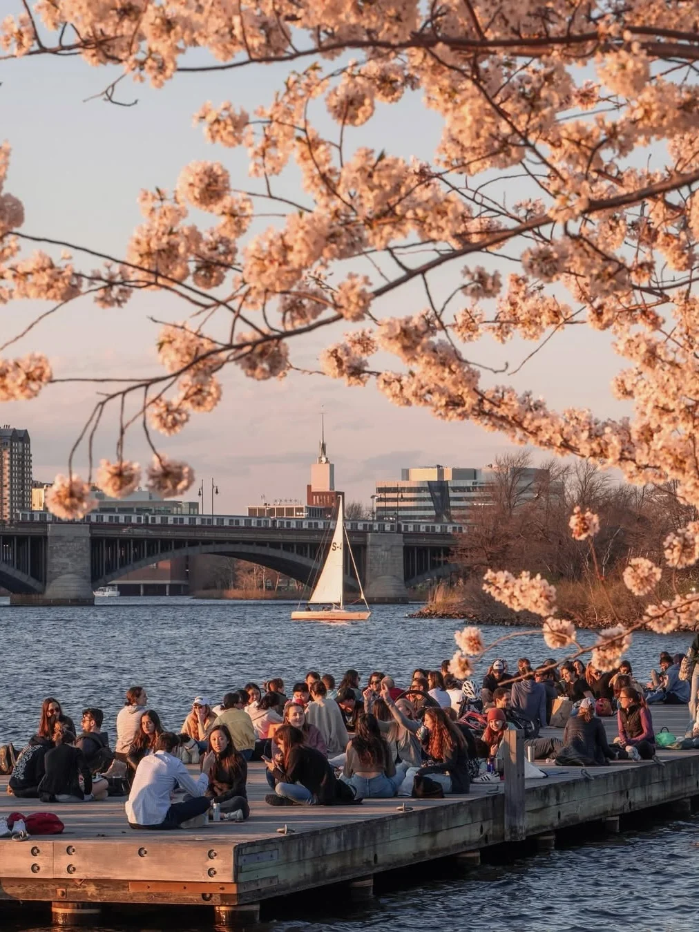 Best Boston Flower Viewing Spots 🌸 Citywalk Route