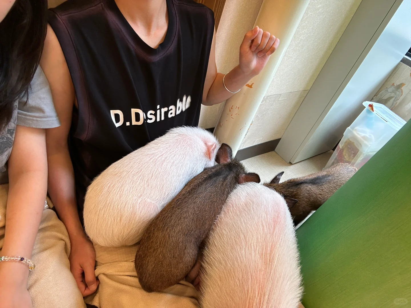 Kyoto | First Time at Mipig Cafe: The Piggy Paradise