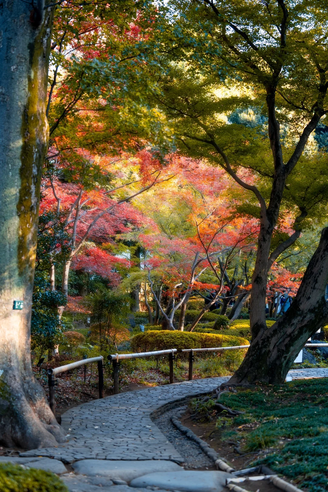Free Maple and Ginkgo Viewing in Tokyo: Odagura Park