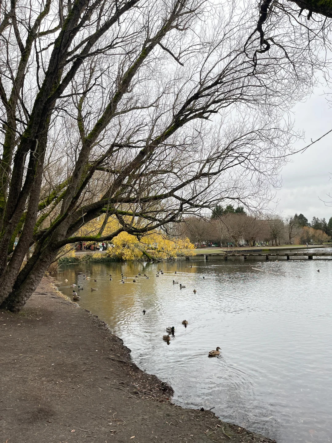 Green Lake Park in Seattle｜18 Kid-Friendly Strolls