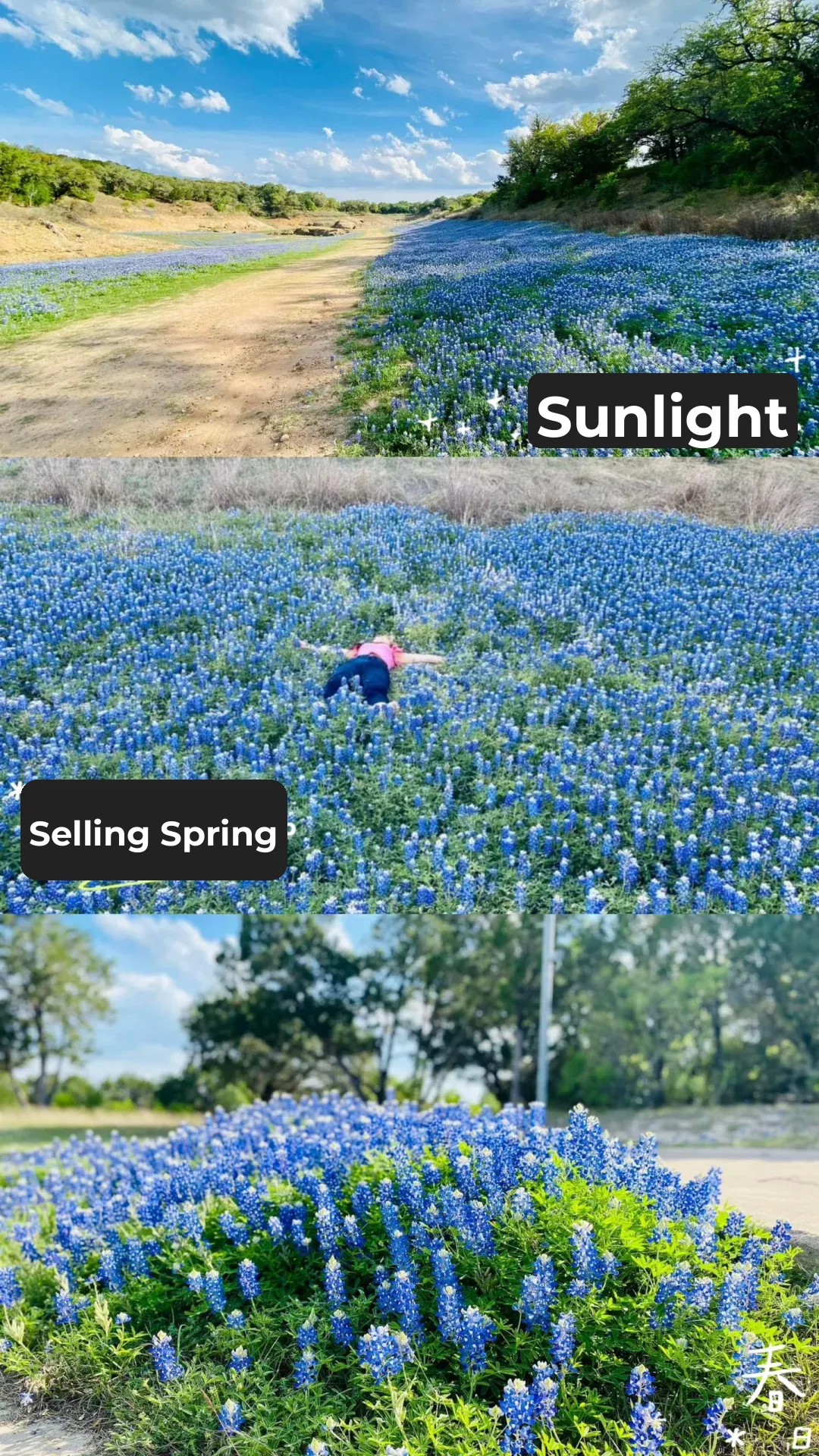 Come to Texas, USA 🌸 for Spring Blooms—April’s the Perfect Time!