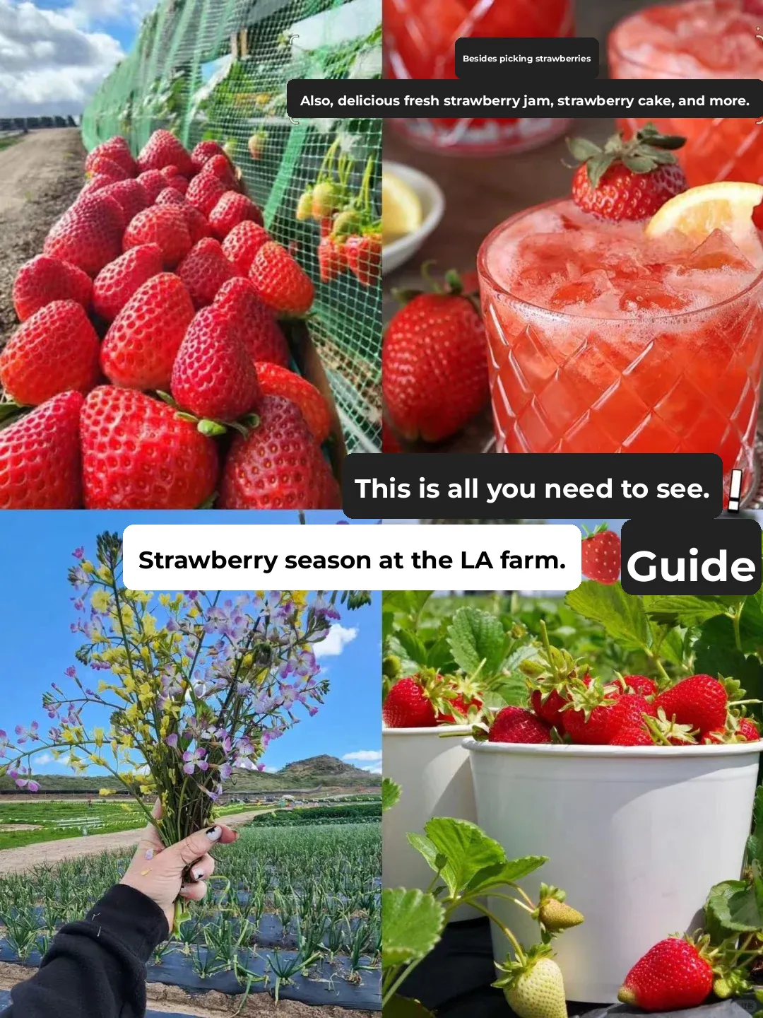Los Angeles Farm Strawberry Season 🍓 Guide | This Is All You Need!