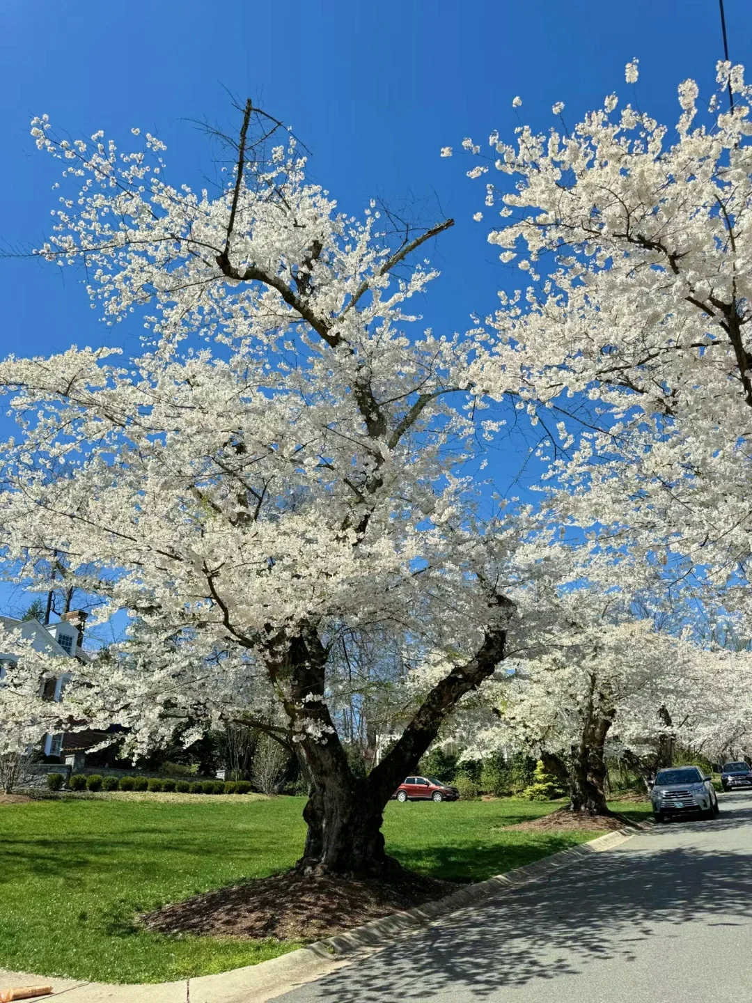 The Ultimate Guide to Avoiding Pitfalls During the 2025 Washington D.C. Cherry Blossom Season 🌸
