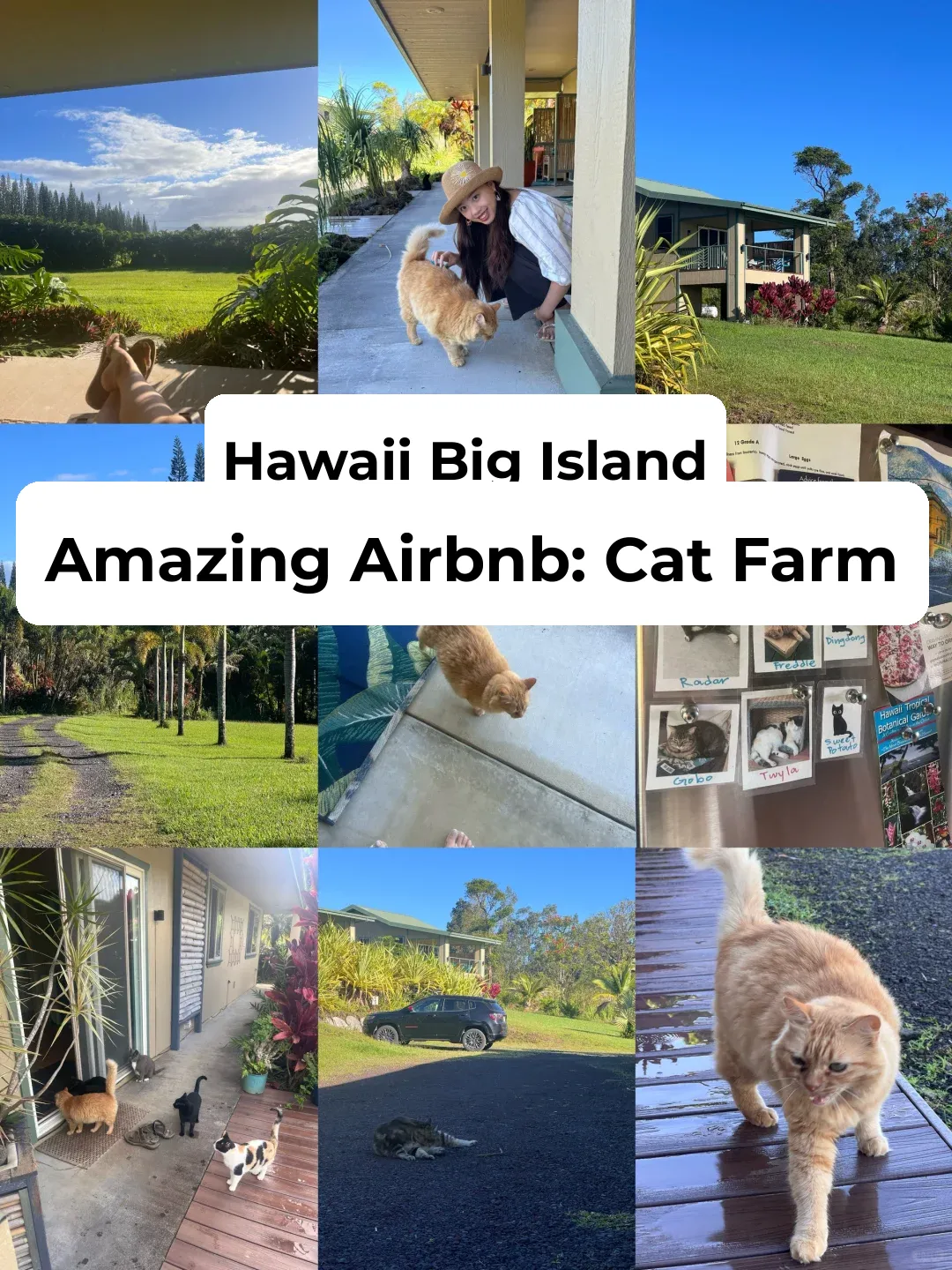 Ultimate Hidden Gem Airbnb on Hawaii's Big Island – Cat Lovers Rejoice! 🤩